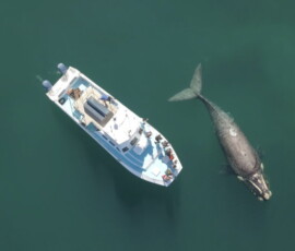Ivanhoe boat based whale watching