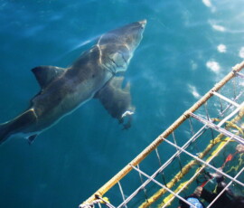 shark cage diving